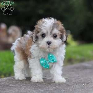 Kobe, Maltipoo Puppy